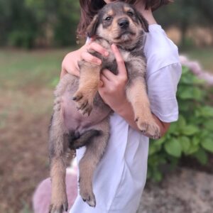 Carmen – geb. ca. 04/2026