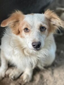 Chip – geb. ca. 01/2023