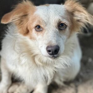 Chip – geb. ca. 01/2023