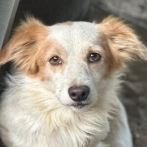 Chip – geb. ca. 01/2023
