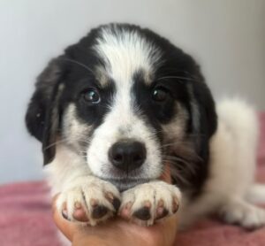 Colada – geb. ca. 05/2026
