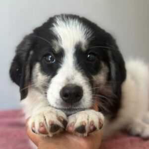 Colada – geb. ca. 05/2026