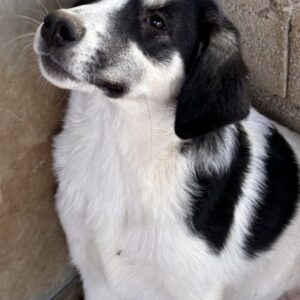 Colada – geb. ca. 05/2026