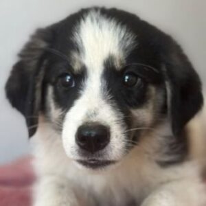 Colada – geb. ca. 05/2026