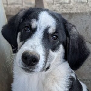 Colada – geb. ca. 05/2026