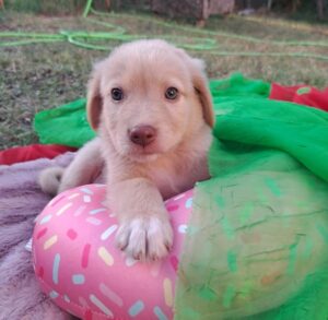 Dexter – geb. ca. 04/2026