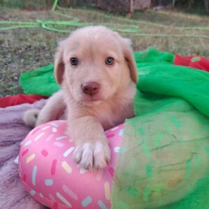 Dexter – geb. ca. 04/2026 – reserviert