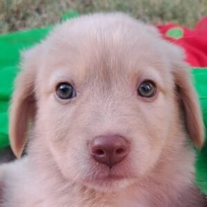 Dexter – geb. ca. 04/2026