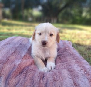 Fluffy-Boo – geb. ca. 04/2026