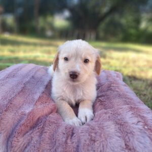 Fluffy-Boo – geb. ca. 04/2026