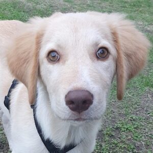 Fluffy-Boo – geb. ca. 04/2026 – 45731 Waltrop
