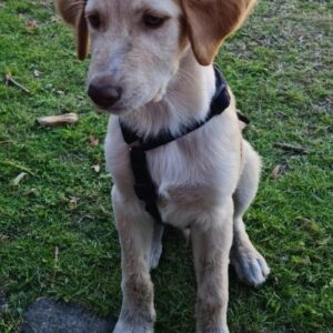 Fluffy-Boo – geb. ca. 04/2026 – 45731 Waltrop