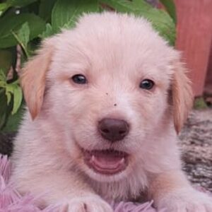 Fluffy-Boo – geb. ca. 04/2026