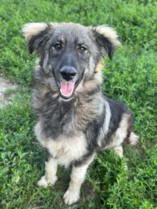 Freddy – geb. ca. 11/2025