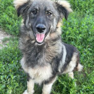 Freddy – geb. ca. 11/2025