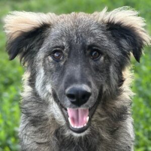 Freddy – geb. ca. 11/2025
