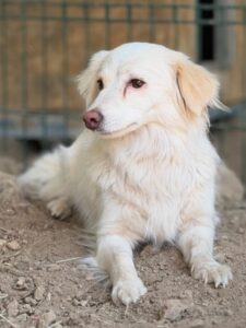 Hamyla – geb. ca. 01/2023