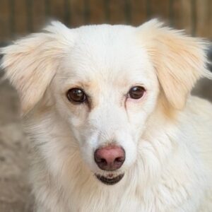 Hamyla – geb. ca. 01/2023
