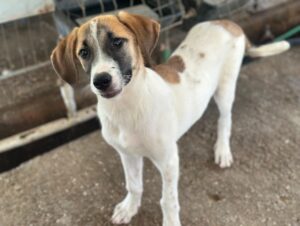 Haschi – geb. ca. 03/2026