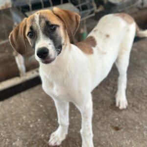 Haschi – geb. ca. 03/2026