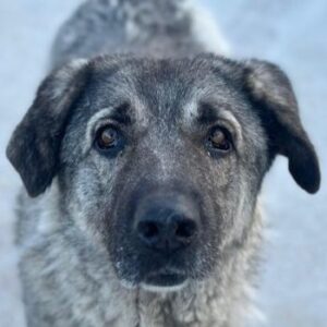 Ingo – geb. ca. 07/2023