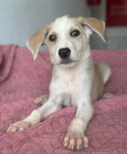 Ivy – geb. ca. 05/2026