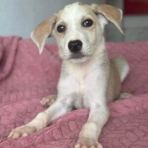 Ivy – geb. ca. 05/2026