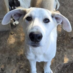 Ivy – geb. ca. 05/2026