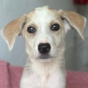 Ivy – geb. ca. 05/2026