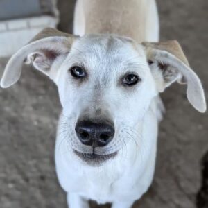 Ivy – geb. ca. 05/2026