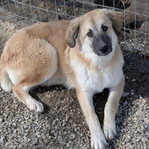 Jolie – geb. ca. 02/2026