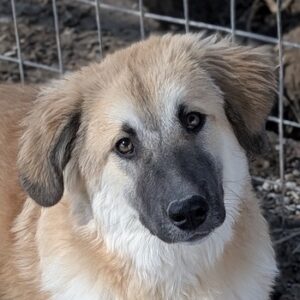 Jolie – geb. ca. 02/2026