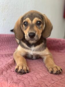 Lenny – geb. ca. 05/2026