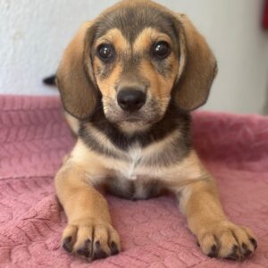 Lenny – geb. ca. 05/2026
