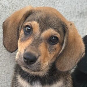Lenny – geb. ca. 05/2026
