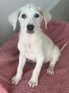 Lily – geb. ca. 05/2026