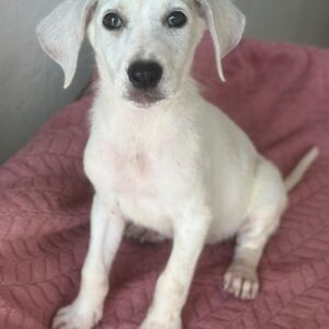 Lily – geb. ca. 05/2026