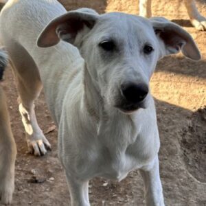 Lily – geb. ca. 05/2026