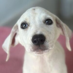 Lily – geb. ca. 05/2026