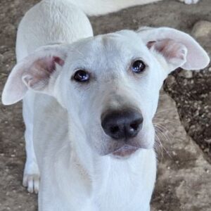 Lily – geb. ca. 05/2026