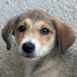 Louis – geb. ca. 04/2026