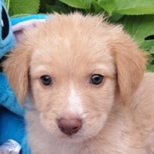 Lucas – geb. ca. 04/2026
