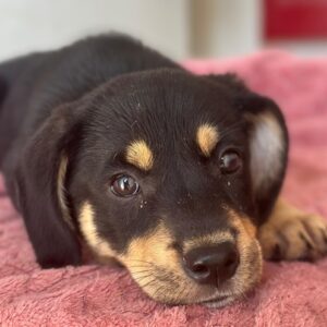 Luise – geb. ca. 05/2026