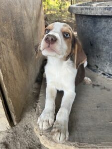 Meg – geb. ca. 04/2026