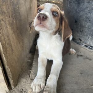 Meg – geb. ca. 04/2026