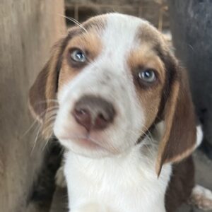 Meg – geb. ca. 04/2026