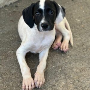 Milia – geb. ca. 05/2026