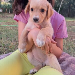 Milly-Anne – geb. ca. 04/2026 – reserviert
