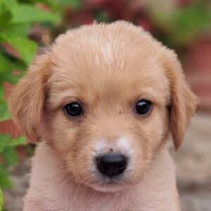 Milly-Anne – geb. ca. 04/2026