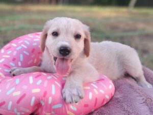 Milo – geb. ca.04/2026
